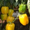 越夏、秋延、早春大棚黃甜椒品種-黃妃F1