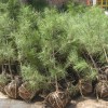 大量供應(yīng)優(yōu)質(zhì)油松苗