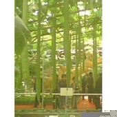 觀食兩用—2米太空特長絲瓜種子