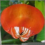 觀賞南瓜種子香爐瓜種子，福瓜種子