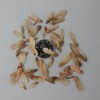 熱銷2013年美國紅楓種子 紅花槭、北方紅楓、北美紅楓種子