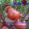 極早熟、抗TY病毒、抗線蟲、高產(chǎn)等、粉果番茄種子