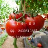 極早熟、抗TY病毒、抗線蟲、高產(chǎn)等、粉果番茄種子