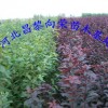 河北供應(yīng)榆葉梅