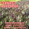 長(zhǎng)期供應(yīng)紫背天葵種苗，補(bǔ)血菜種苗