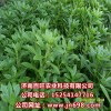 供應(yīng)救心菜種苗，養(yǎng)心菜種苗，費(fèi)菜種苗，景天三七種苗