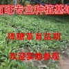 供應(yīng)富貴菜種苗，降糖草種苗，長(zhǎng)命菜種苗，特菜種子批發(fā)