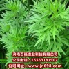 供應(yīng)柳蒿種子，柳蒿種苗，降壓草種苗的特野菜種子