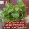 長(zhǎng)期供應(yīng)魚(yú)腥草種苗，特野菜種子等，瓜果種子等