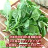 供應(yīng)番杏種子，新西蘭菠菜種子，特野菜種子，瓜果種子