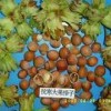 大果榛子樹(shù)苗