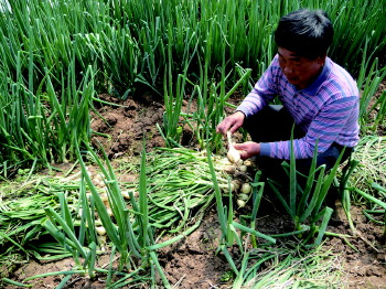 買來(lái)長(zhǎng)蔥種子,卻種出了圓蔥