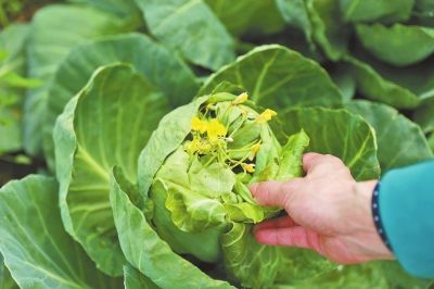  楊女士家開(kāi)花的包心菜