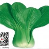 華英 蔬菜種子青梗菜小白菜上海青油菜陽臺(tái)盆栽種菜