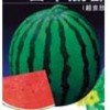 供應(yīng)超京欣圓形西瓜-日本麗都