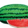 供應(yīng)中晚熟大型花皮西瓜-女神2000巨龍