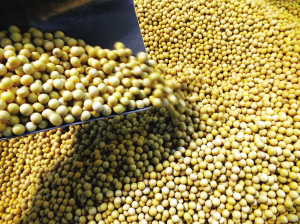 繼發(fā)改委確定棉花年度目標價格后，近期又傳出消息，今年大豆2014年目標價格為4800元/噸，雖然并非官方最終確定的價格，但此消息再次引起各方關(guān)注。