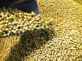 我國大豆補貼市場化啟程