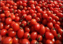 
西紅柿、圣女果