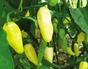 辣椒（含線辣椒、甜椒）