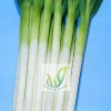 日本進口大蔥種子——秋冬一本太