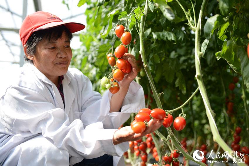 工作人員向記者展示待參會品種。