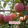 求購優(yōu)質(zhì)蘋果苗 早熟蘋果苗 山東國光蘋果苗 2014年蘋