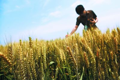 種子大會(huì)體驗(yàn)麥浪滾滾