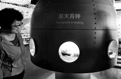 在種子天地展區(qū)，一個模擬太空艙展示了部分經(jīng)航天育種后培育而成的果實(shí)樣品和種子樣品本組攝影/本報(bào)記者