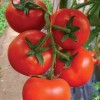 高產(chǎn)紅果番茄種子—瑞澤
