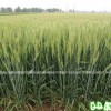 供應平安8號周麥27衡觀35百農(nóng)207山農(nóng)20小麥種子
