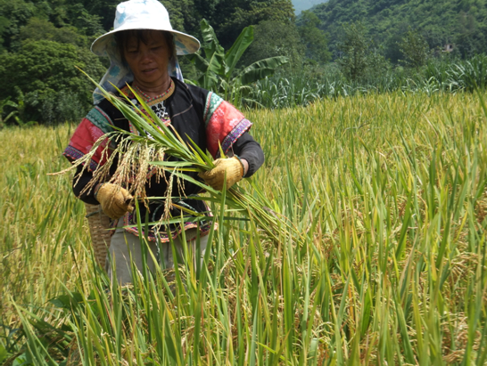 云南紅河縣梯田紅米良種繁育喜獲豐收