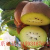 獼猴桃批發(fā)零售團(tuán)購(gòu)