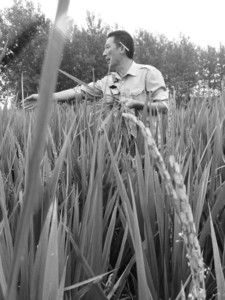 合肥崗集上百畝水稻只抽穗不結(jié)谷(圖)