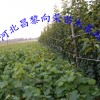 河北供應(yīng)晚秋黃梨樹苗