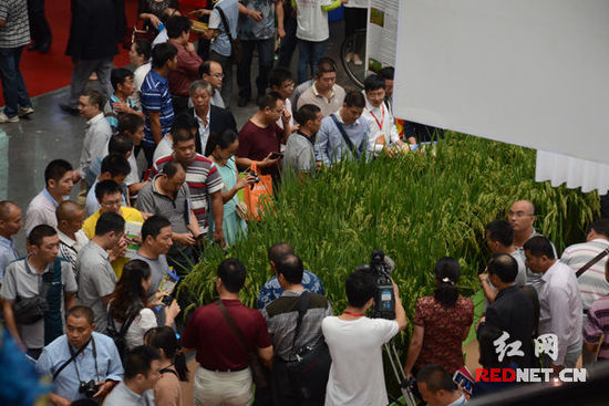全國(guó)種子雙交會(huì)開(kāi)幕 800個(gè)新品種亮相長(zhǎng)沙