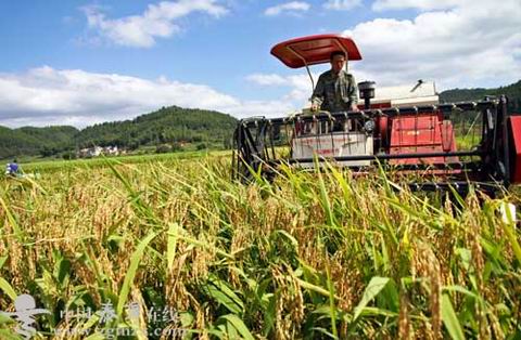 福建泰寧：萬(wàn)畝&ldquo;金種子&rdquo;獲豐收