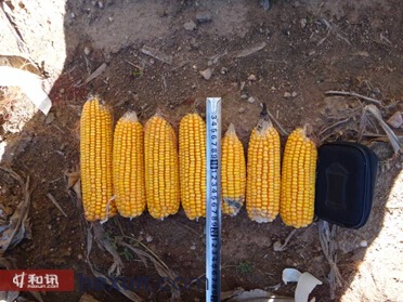 圖：義縣高臺子鎮(zhèn)石堡子村玉米棒較短