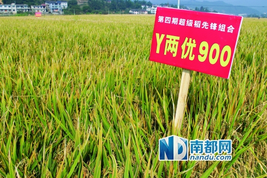 <p>&nbsp;&nbsp;&nbsp;&nbsp;&ldquo;Y兩優(yōu)900&rdquo;試驗(yàn)田，一派豐收景象。&ldquo;Y兩優(yōu)900&rdquo;屬于秈稻，適合南方種植。按照此速度，最快明年底，該超級(jí)水稻將登上百姓的餐桌。&nbsp;資料圖片</p>