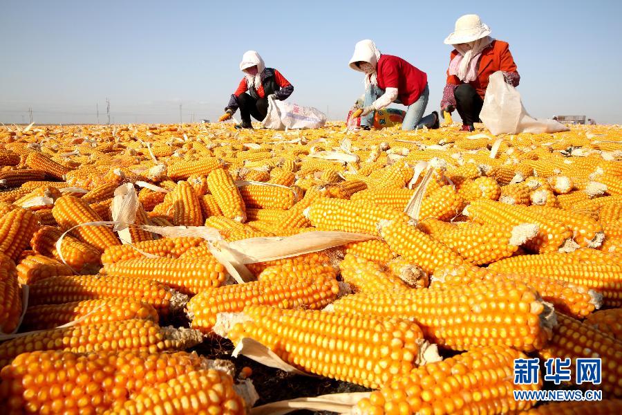 #（農(nóng)業(yè)）（1）甘肅張掖百萬(wàn)畝制種玉米開始晾曬加工