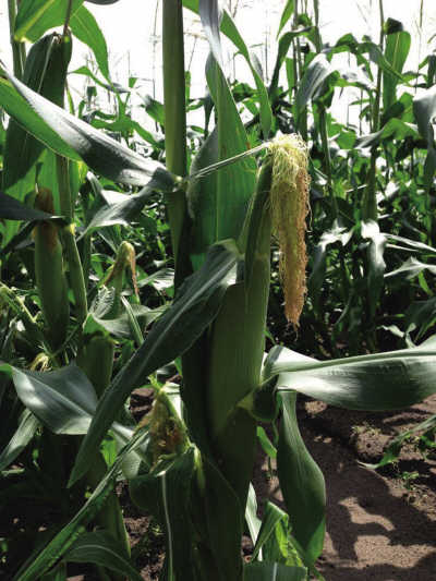 麥克&middot;羅維工作的玉米田，位于美國伊利諾伊州水晶湖市