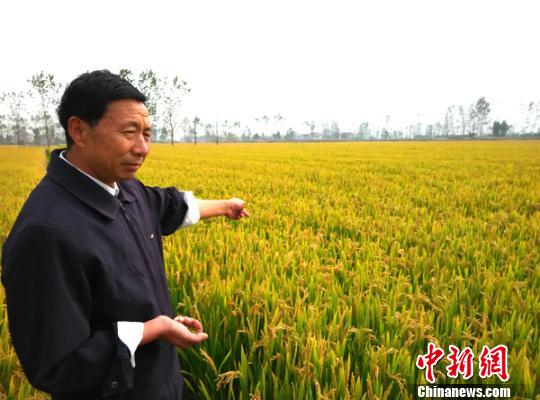 圖為沈應(yīng)堂的癟籽水稻田。 谷華 攝