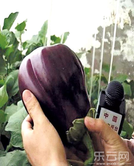 東川菜農(nóng)種出的太空茄子。