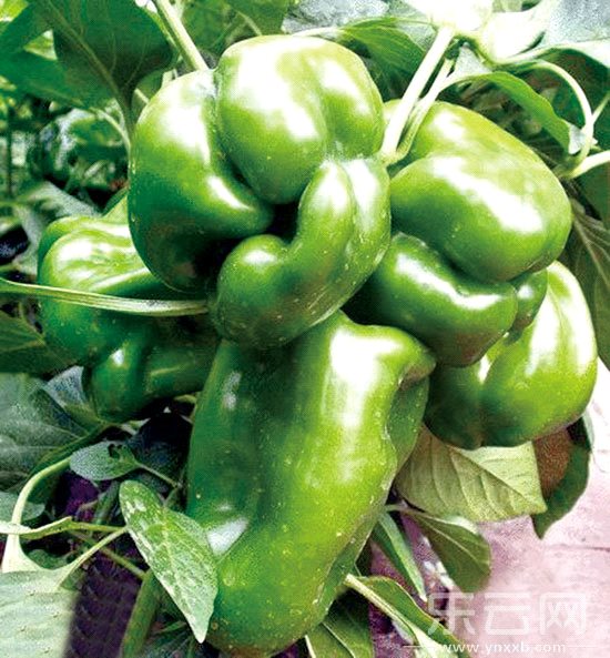 東川菜農(nóng)種出的太空茄子。