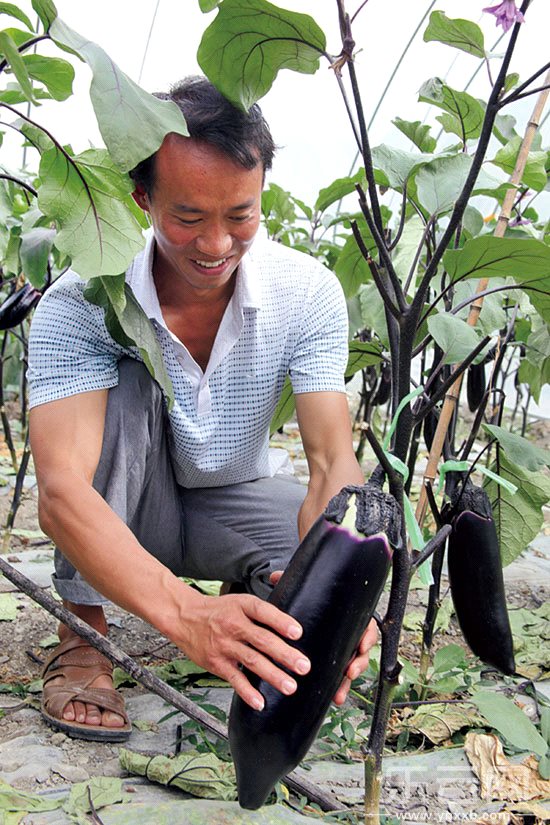 東川菜農(nóng)種出的太空茄子。