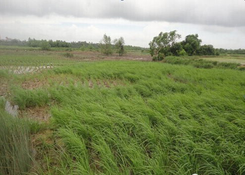 驚！湛江驚現海水稻 僅靠海水灌溉就能長出稻谷