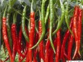 推薦幾個高產(chǎn)辣椒品種