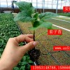 山東 茄子苗 哪家好？