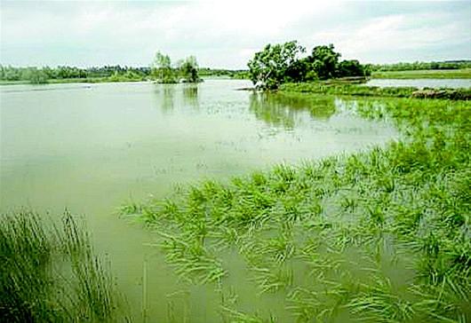 圖為：湛江遂溪縣虎頭坡海灘，被海水淹沒的&ldquo;海水稻&rdquo;，退潮后依然會(huì)生機(jī)一片。 （段洪波 供圖）