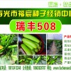 供應越夏耐高溫抗病毒翠綠色西葫蘆種子--瑞豐508